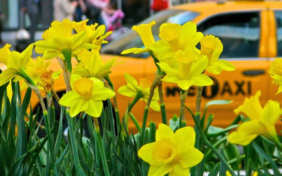 The Daffodil Project Community Planting