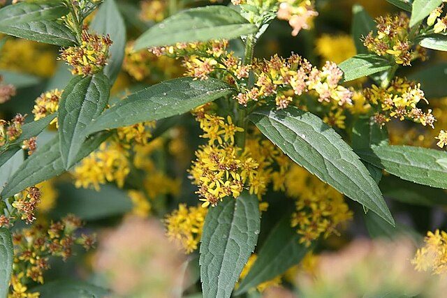 fireworks goldenrod plant in liberty park