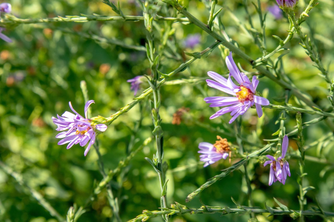 blue aster