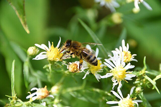 white heath aster