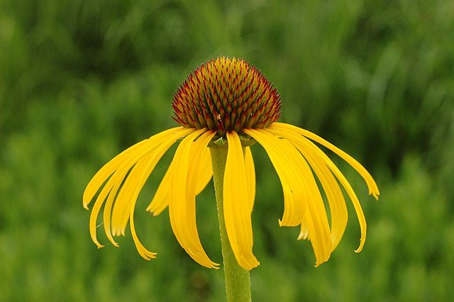 yellow coneflower