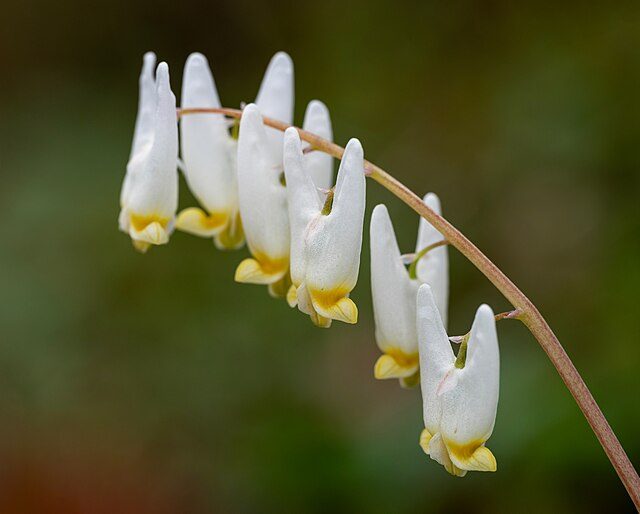 dutchmans breeches